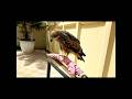 Why Is Wilson||Lagi Kurang Mood Makan#BirdOfPrey #Wildlife #AnimalLover #Nature