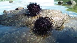 Морские ежи. Жители моря Морские ежи. Жители моря