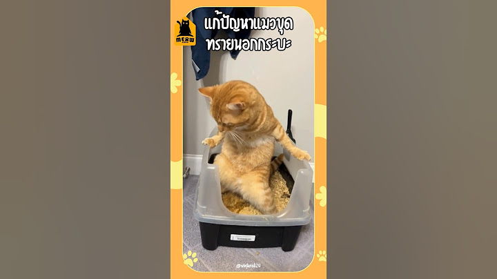 แก้ปัญหาแมวขุดทรายออกนอกกระบะ 💩 #แมว #ทาสแมว #เลี้ยงแมว #meowbarn #เหมียวบาน
