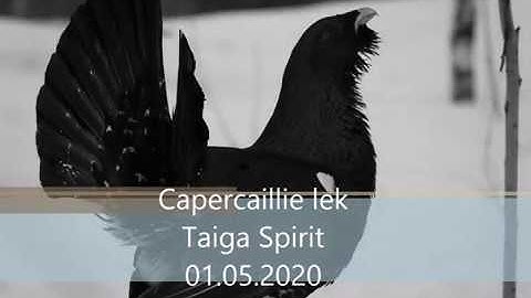 Capercaillie lek May 2020