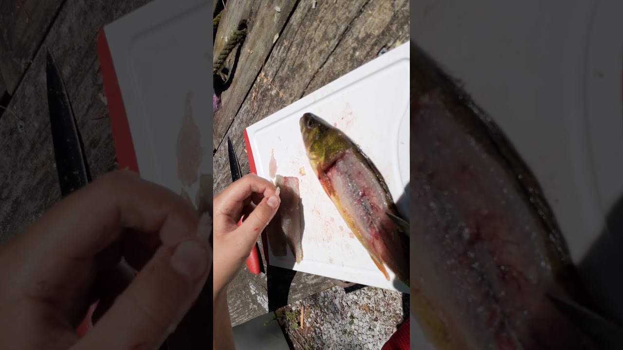 How to clean a perch. (Part 1) YouTube