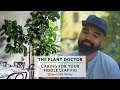 How To Care For Your Fiddle Leaf Fig | The Plant Doctor