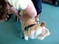 Rocky, a corgi  with Degenerative Myelopathy, on Eddie&#39;s wheels