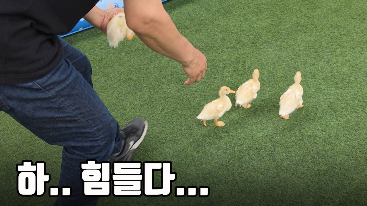 아기 콜덕들의 폭풍성장!! 결국 사춘기가 와버렸습니다... 말을 너무 안듣네요 ㅠ