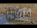 Etosha  el gran lugar blanco   frica extrema 4  animales salvajes  documental naturaleza