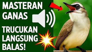 Suara trucukan gacor ropel ngalas buat pancingan trucukan agar bunyi jadikan burung trucuk gacor