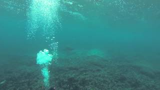 Turtle from finding nemo drifting along the east australian current?