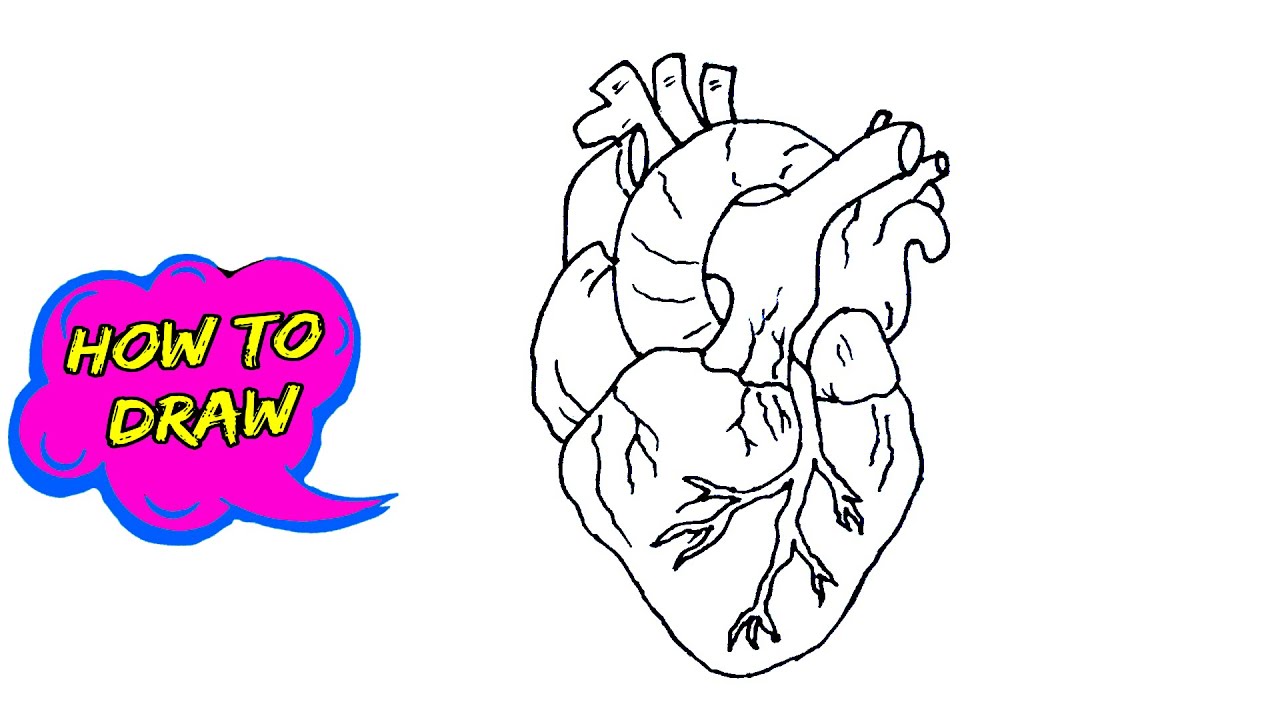 easy way to draw human heart
