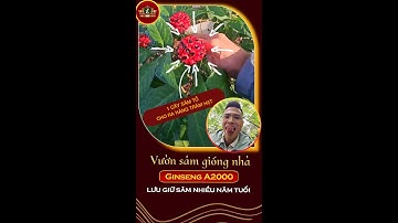 Vườn sâm giống nhà Ginseng A2000 lưu giữ những củ sâm nhiều năm tuổi.