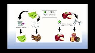 Ethylene Commercial Fruit Industry Biology Unit 2
