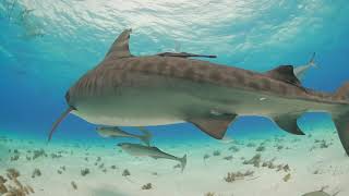 New England Tech - Eddy