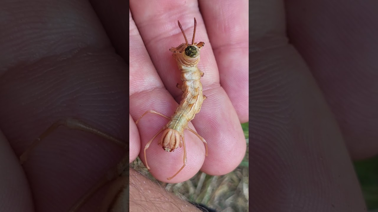 It POOPED.  / Lobster Moth Caterpillar