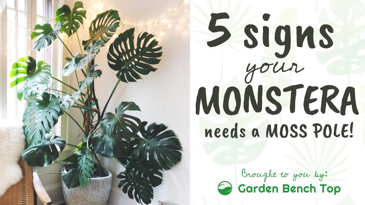 Do You Need a Moss Pole for a Monstera?