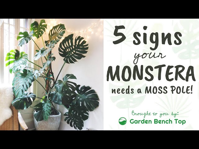 5 Signs Your Monstera DESPERATELY Needs a Moss Pole! - YouTube