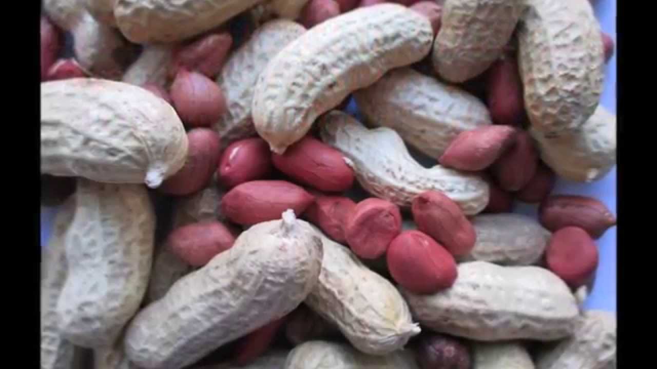 Harvesting and Processing Peanuts in Northern Indiana YouTube
