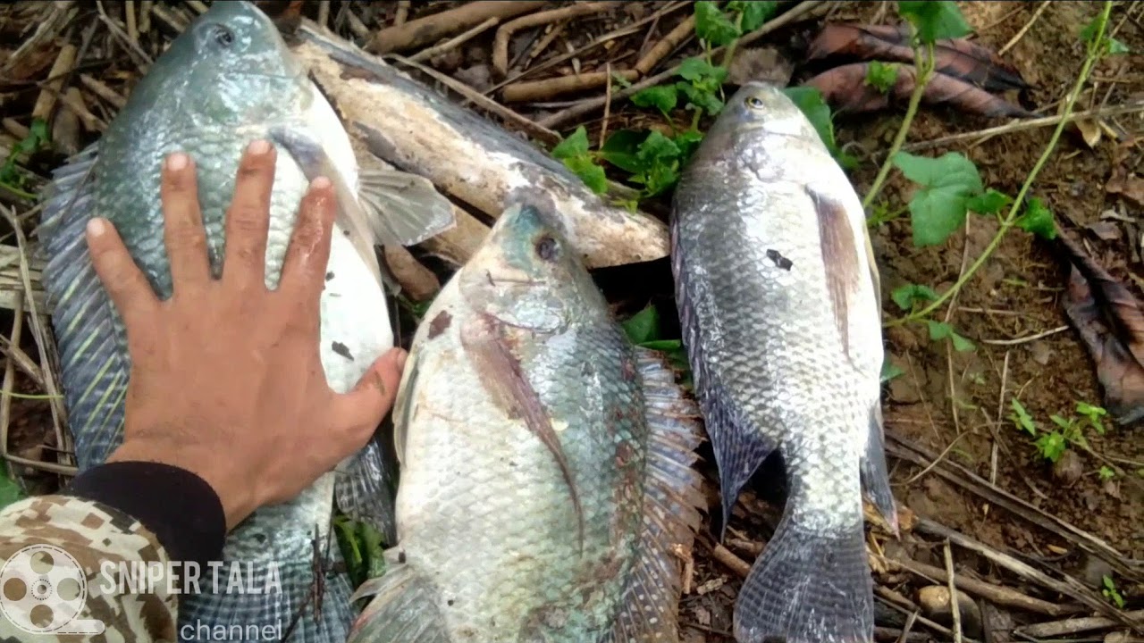 WOOWW!!! Nembak ikan nila dapat babon