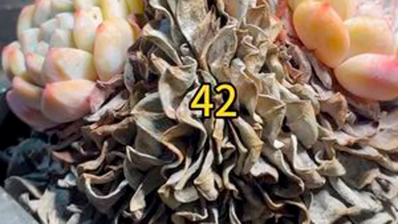 在世界的每一个角落，阳光总是那么温柔。#多肉植物 #沉浸式撸枯叶#解压视频