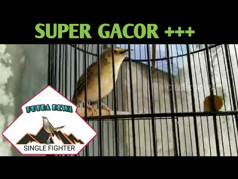 Repeat Suara Liar Ciblek Gunung Jantan Vs Betina By Jon Pangestu