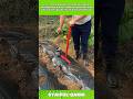 Fast Mulch Hole Puncher Tool #Farming #Gardening #DIYFarm
