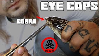Removing Eye Caps off an angry Cobra and helping others shed :) Tyler Nolan