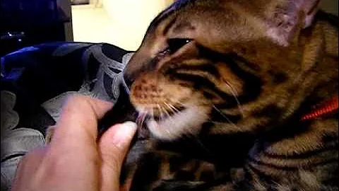 Watch the video about Cute kitty Cosmic the bengal nursing on his own tail.