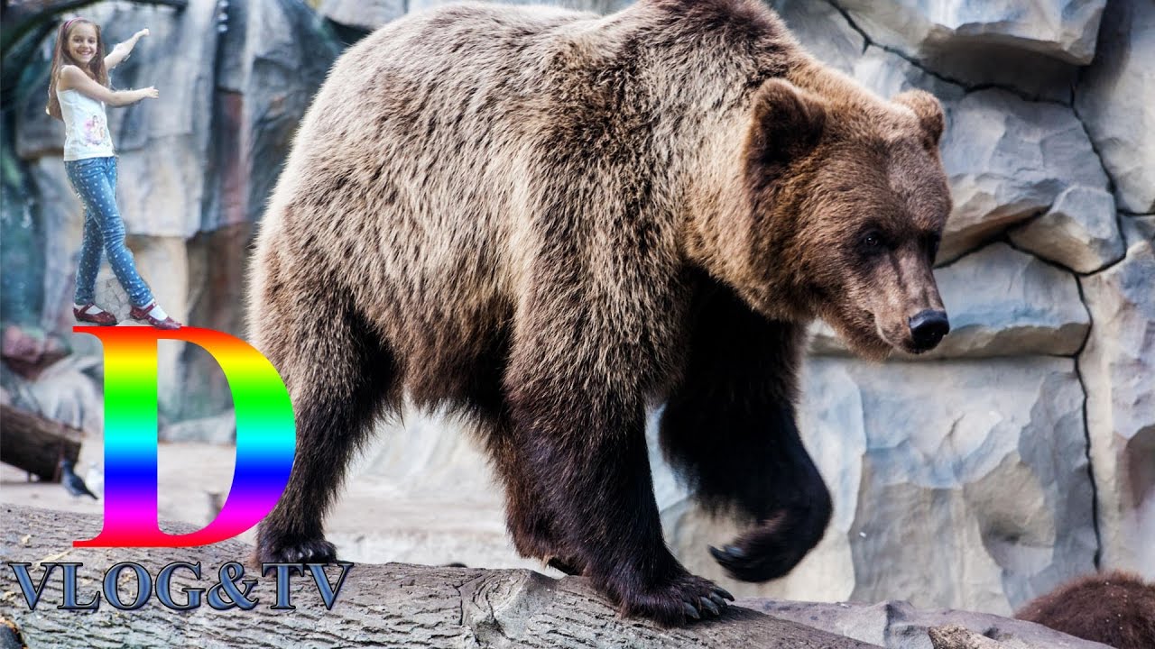 Зоопарк г. Киев 2016 Darina Vlog & TV