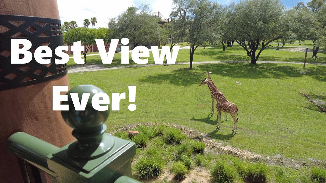 Disney Springs & Animal Kingdom Lodge (Dinner at Jiko) Disney World