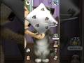 Talking Tom Cat #shorts #funny #viral #talkingtom #shortsfeed #ytshorts #cat