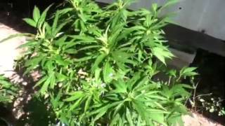 Miracle grow!grow still day 30 smthn