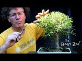 New Baobab Seeds, My Willow Leaf Ficus and More, The Bonsai Zone, Aug 2020