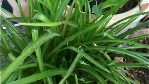 ngải cầu tài - cay phong thủy - ngải nàng mách - cây ngải cầu tài  - cay ngải chiêu tài