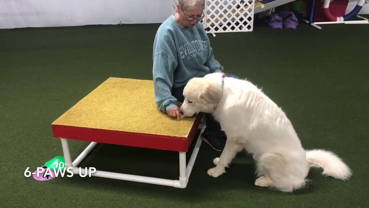 novice-trick-dog-youtube