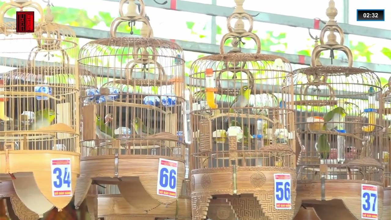 Hội thi Tiếng hót Chim Vành khuyên liên tỉnh | TUẤN CÓNG x SƠN GIA LÂM | 01.12.2024