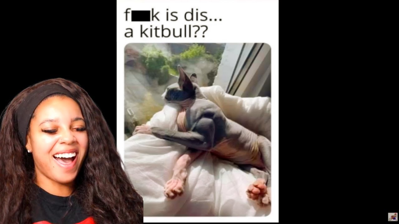 Mentally Mitch - Mixed Bag Memes | Reaction