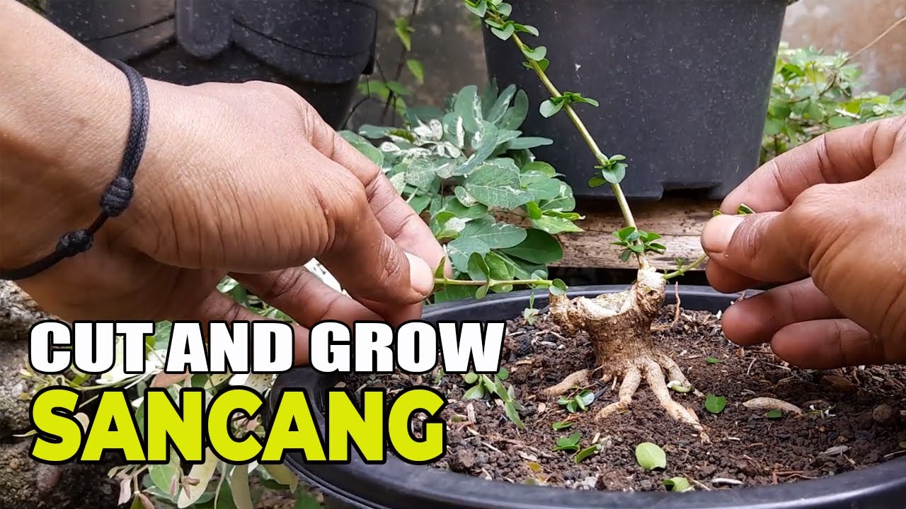 Cut And Grow Bonsai Bonsai Sancang Mame Prospek YouTube