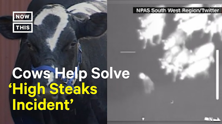 Cows Help Police Nab Fugitive