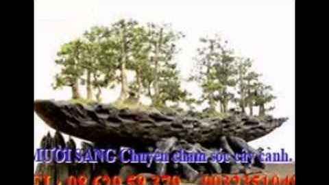 :0932351048.]] dịch vụ cắt cỏ, trồng cây xanh sân vườn quận 1.tphcm