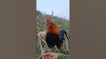 gà rừng đập cánh gáy cực xong.qaib qus ntxuaj ti qua zoo tiag tiag