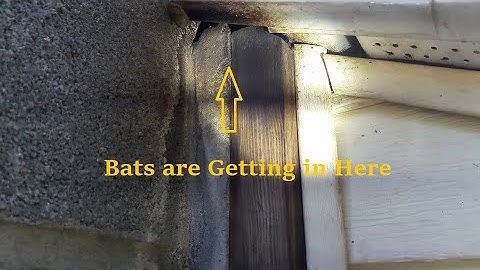 How Do Bats Get Inside Houses? | A Common Entry Exposed