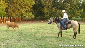 JD Streakin Chick***For info, price, etc., go to our website: ValleyViewRanch.net***