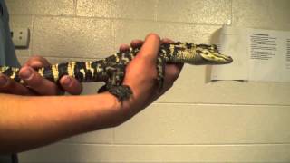 Lancaster man catches alligator along Conestoga River