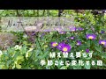 春から秋まで草花が絶えない庭づくり🌿来春に向けて秋にやっておく作業、おすすめの宿根草!