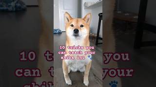 Shiba Inu does 11 cute tricks!