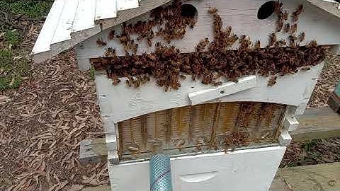 Auto Flow Bee Hive 🍯