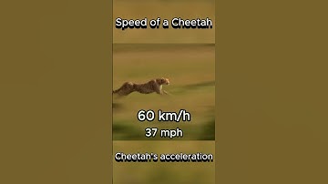 Speed of a Cheetah | Acceleration 0-120 km/h #cheetah #speed #animals