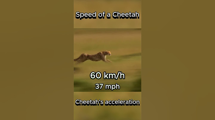 Speed of a Cheetah | Acceleration 0-120 km/h #cheetah #speed #animals