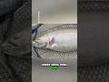 Catching MONSTER Niagara River Rainbow Trout🎣🤯
