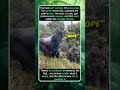 That Gorilla Look Says Everything