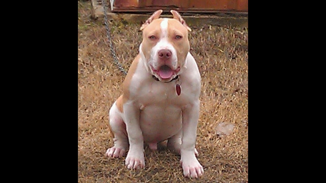 do i have to crate train my dog