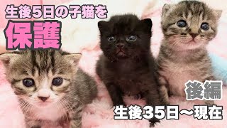 総集編【後編】へその緒つき生後5日の子猫3匹を保護 生後35日〜現在【ゲンハピノン成長日記】Protected three 5dayold kittens.